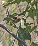 Common Yellow throat